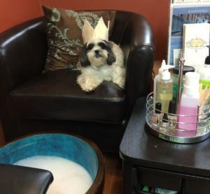 Bentley in Pedicure Chair