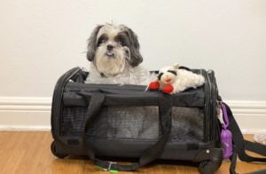Dog in pet travel carrier