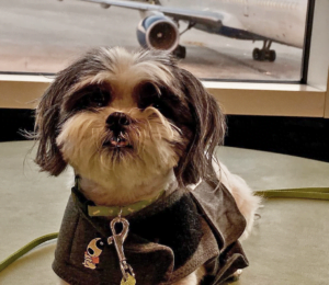Dog at Airport in Thundershirt